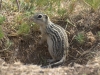 Mammal #21 - the most enchanting Thirteen Striped Ground Squirrel