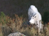 Mammal #22 - foofy white Mountain Goat