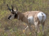 Mammal #23 - the Pronghorn, America\'s only antelope