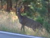 Mammal #24 - White-tailed Deer looks both ways before crossing
