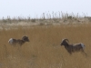 Mammal #25 - a pair of big horned Bighorn Sheep