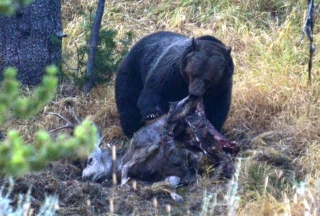 Wildlife that ain't for the faint-hearted - grizzly with breakfast