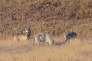 Wolves on the kill, less than half a km from the Canyon Village visitor centre