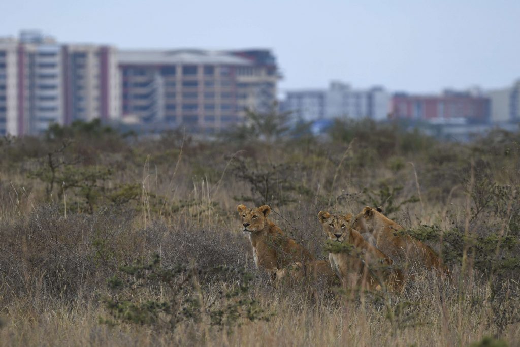 Lions in Nairobi NP